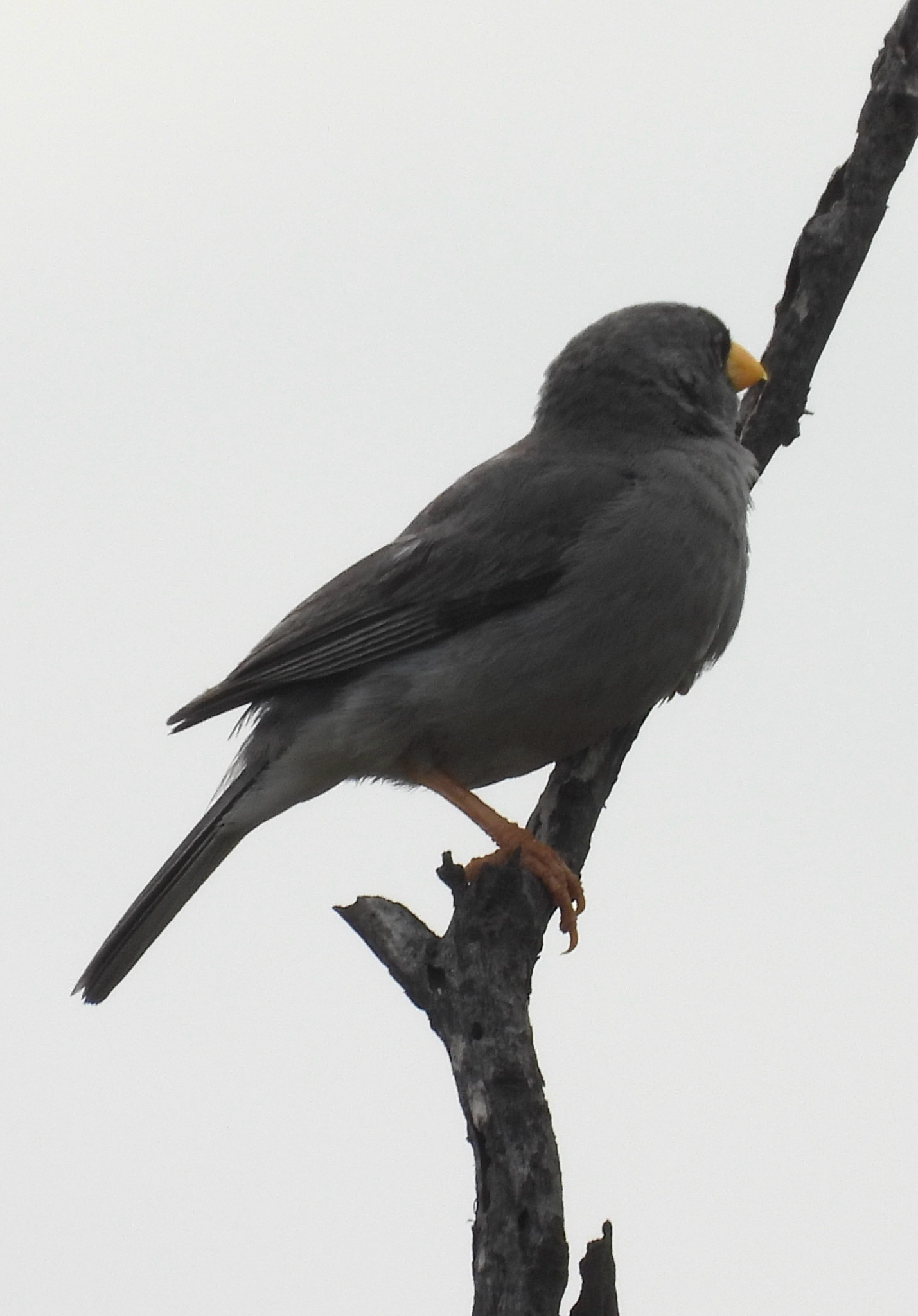 Cinereous Finch (Piezorina cinerea), photo 1
