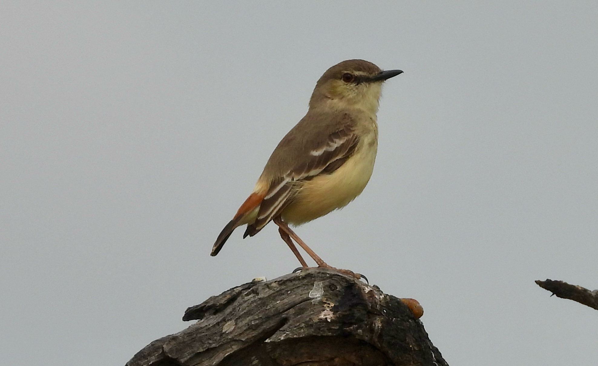 Short-tailed Field Tyrant (Muscigralla brevicauda), photo 1