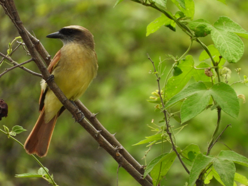 Baird's Flycatcher (Myiodynastes bairdii)