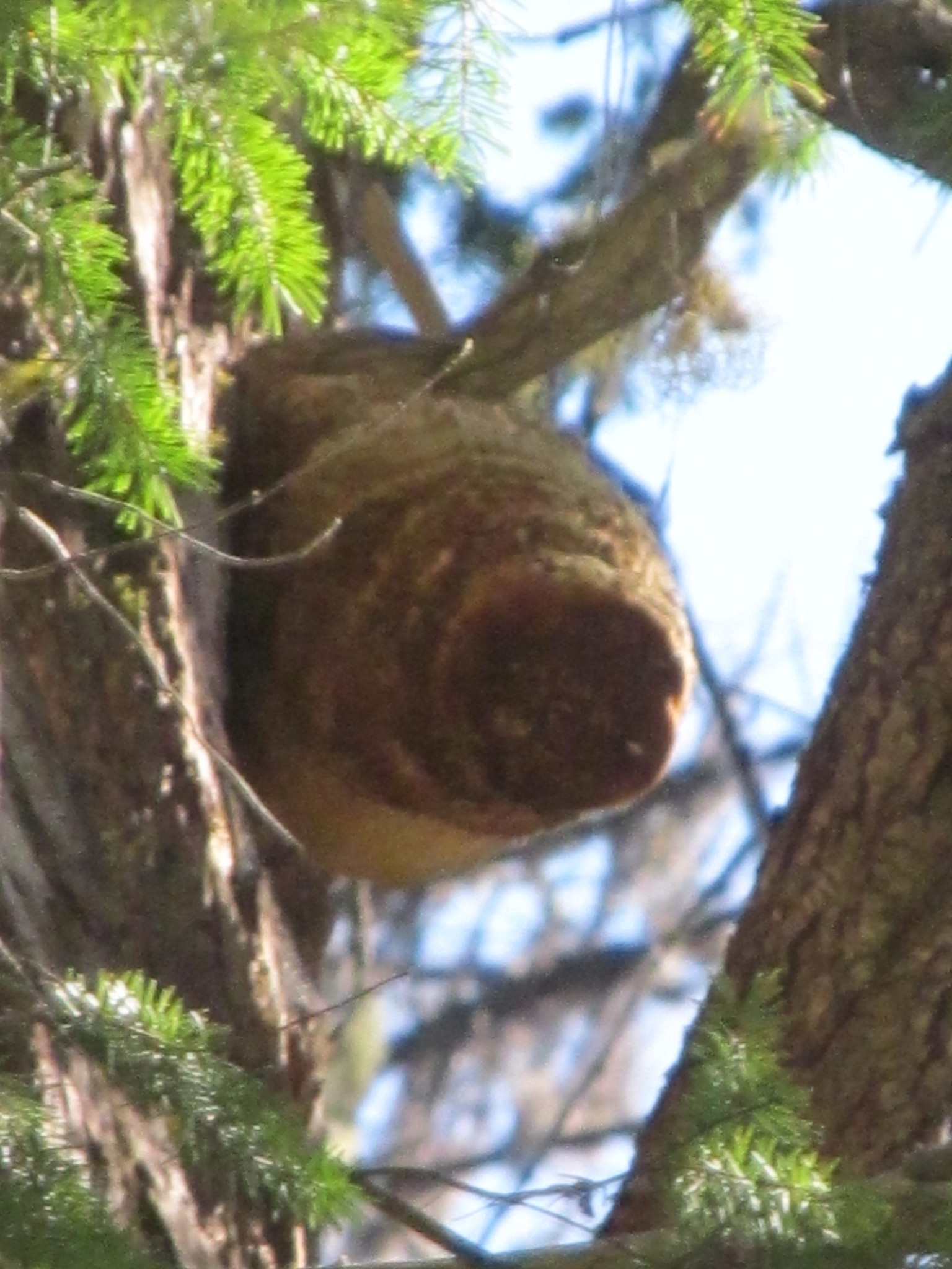 Fomitopsis officinalis image