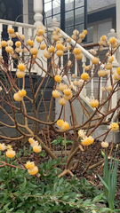 Edgeworthia