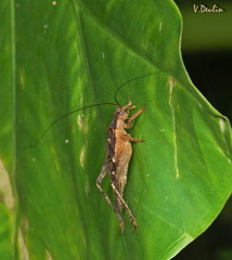 Madasumma