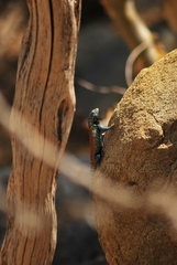 Sceloporus hunsakeri