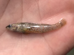 Etheostoma lepidum