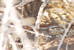 Aspidoscelis maximus