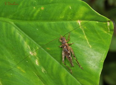 Madasumma