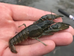 Faxonius occidentalis