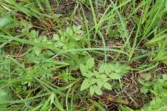 Ostericum palustre