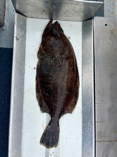 Bigmouth flounder (Hippoglossina stomata) — Paralichthyidae
