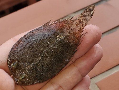 Highsnout flounder (Crossorhombus valderostratus) — Bothidae — 4
