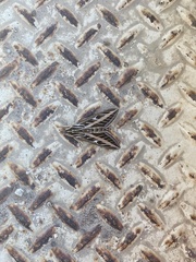 Hyles lineata