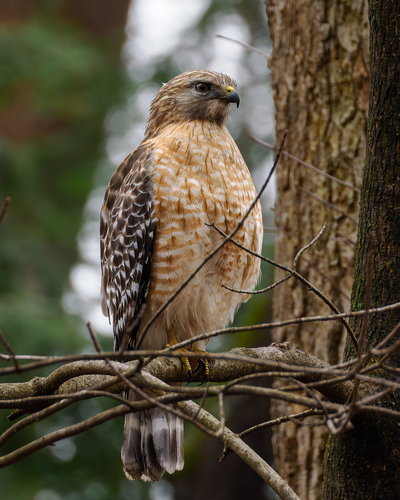 Red-shouldered Hawk photographed in Ohio