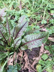 Rumex sanguineus