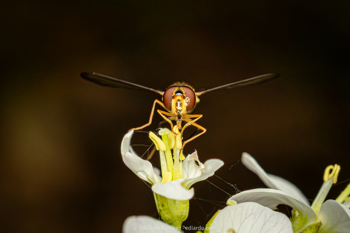 Unknown species found near Marin County, CA, USA