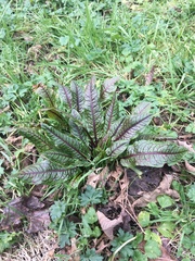 Rumex sanguineus