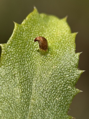 Rhopalomyia sulcata