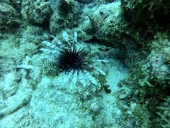 Pterois volitans