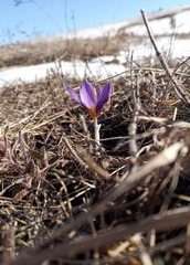 Crocus tauricus