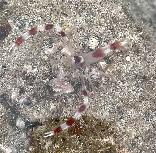 Stenopus hispidus observed 2026-02-27