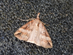 Hypena rostralis