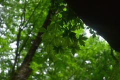 Aconitum noveboracense