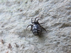 Steatoda albomaculata