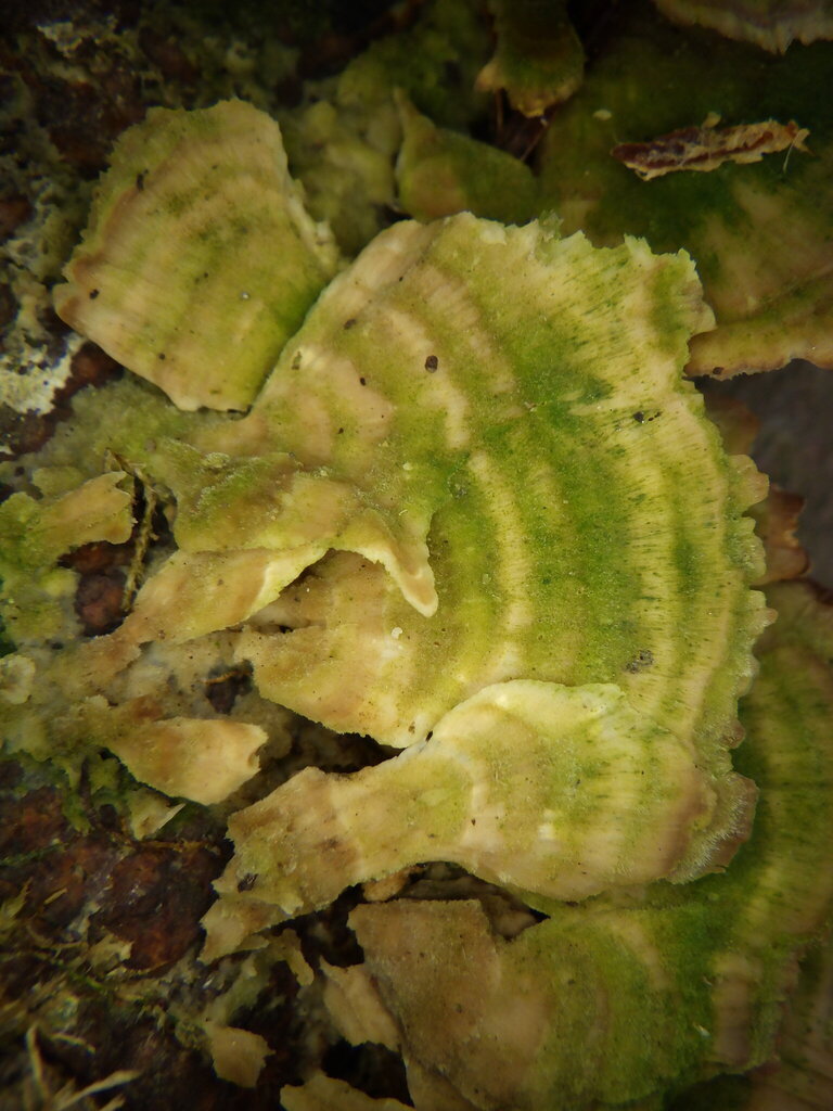 Trichaptum biforme · February 2026 · photo: © nataliewaddellrutter (iNaturalist, cc-by)