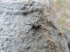 Steatoda albomaculata