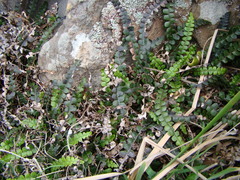 Blechnum blechnoides