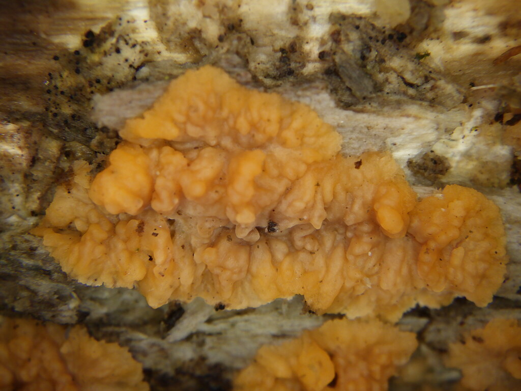 Phlebia radiata · February 2026 · photo: © nataliewaddellrutter (iNaturalist, cc-by)