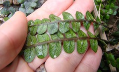 Blechnum blechnoides