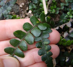 Blechnum blechnoides