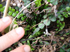 Blechnum blechnoides