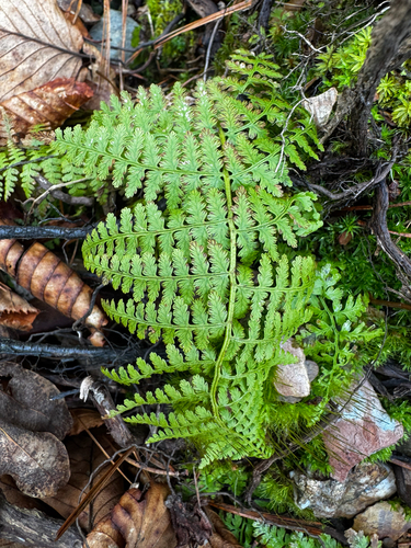 hay-scented fern (Dennstaedtia punctilobula)