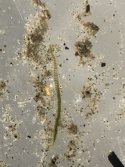 Pterocirrus burtoni