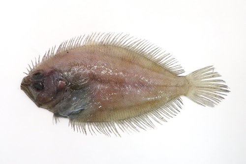 Fivespot flounder (Pseudorhombus pentophthalmus) — Paralichthyidae — 2