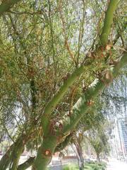 Parkinsonia aculeata