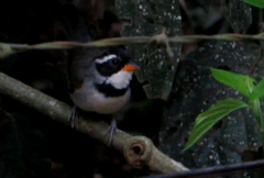 Arremon flavirostris