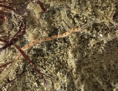 Odontosyllis phosphorea image
