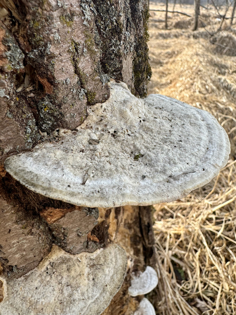Trametes gibbosa · March 2026 · photo: © sofiv (iNaturalist, cc-by)