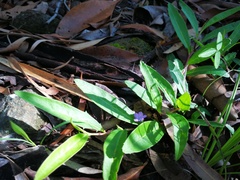 Eremophila debilis