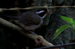 Arremon flavirostris