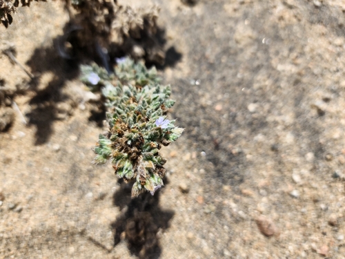 Tiquilia litoralis (Tiquilia litoralis)
