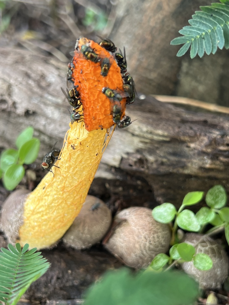 Phallus multicolor · March 2026 · photo: © sssuzie (iNaturalist, cc-by)