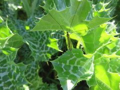 Nephrotoma submaculosa