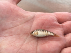 Cyprinodon rubrofluviatilis