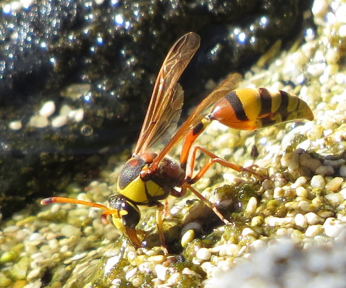 Okinawa Mud Wasp