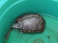 Malayemys macrocephala