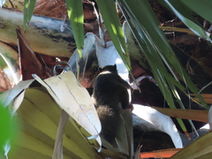 Callosciurus caniceps