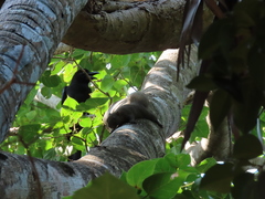 Callosciurus caniceps